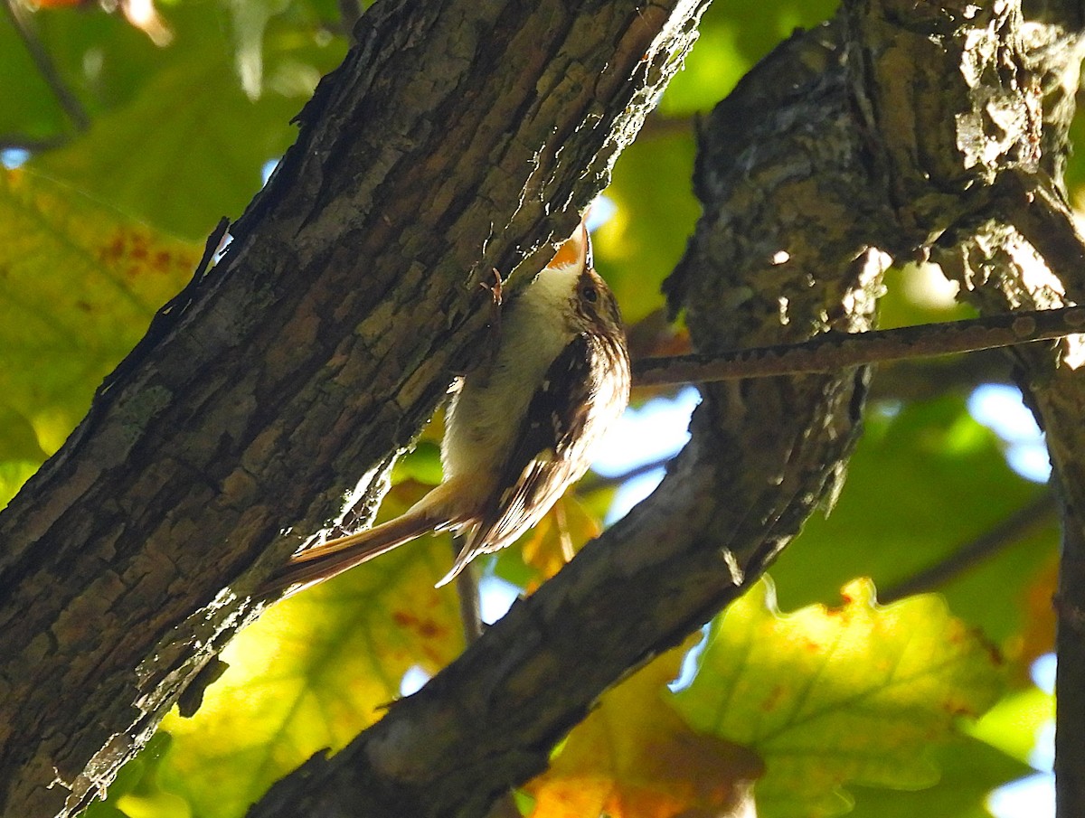 Brown Creeper - ML624697590