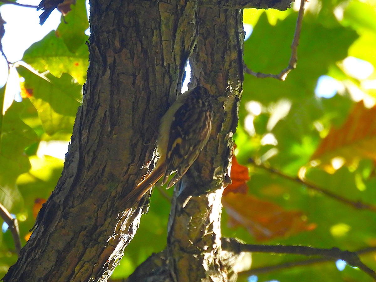 Brown Creeper - ML624697591