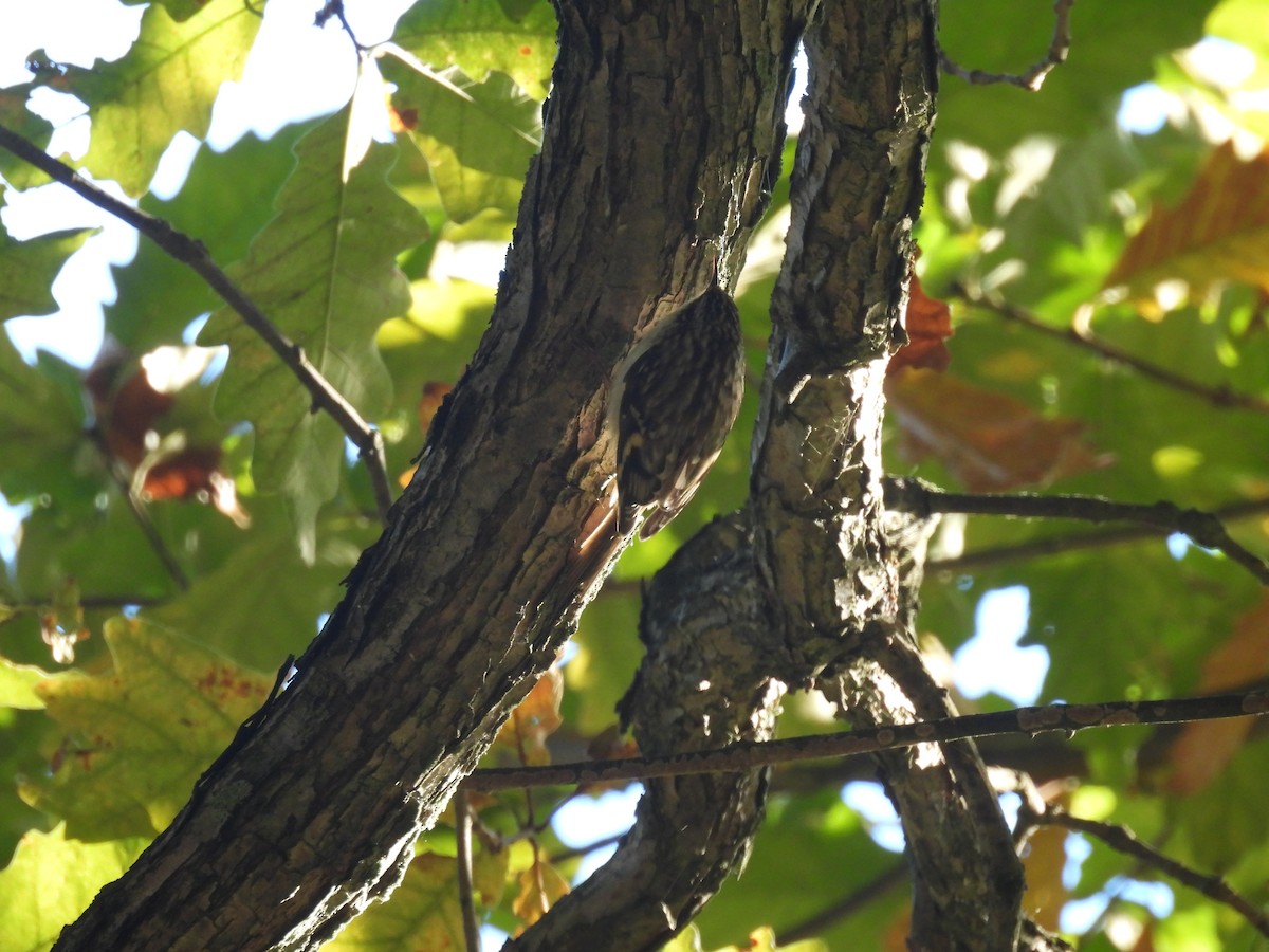 Brown Creeper - ML624697592