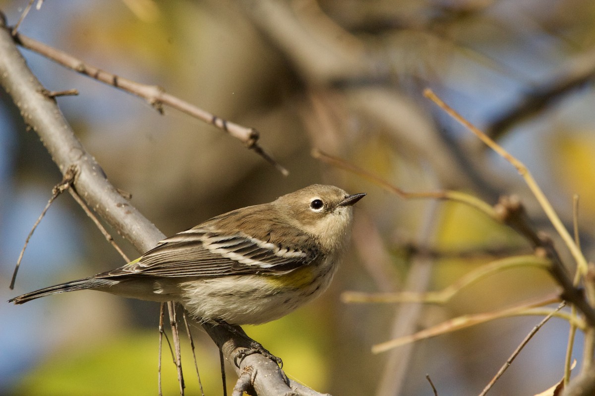 Yellow-rumped Warbler (Myrtle) - ML624697603