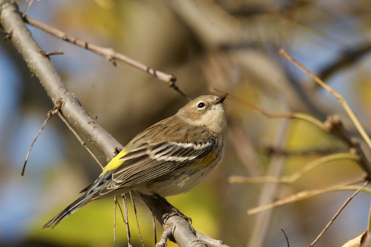 Yellow-rumped Warbler (Myrtle) - ML624697604