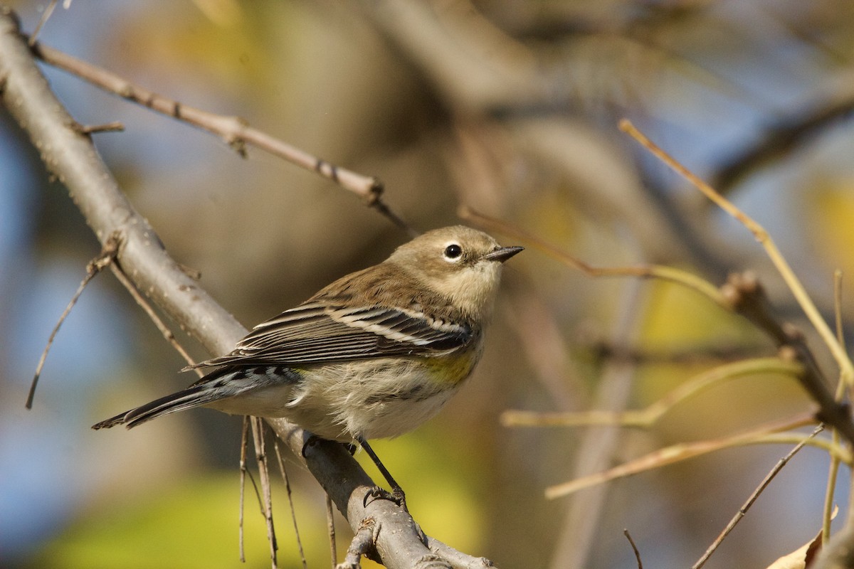 Yellow-rumped Warbler (Myrtle) - ML624697606