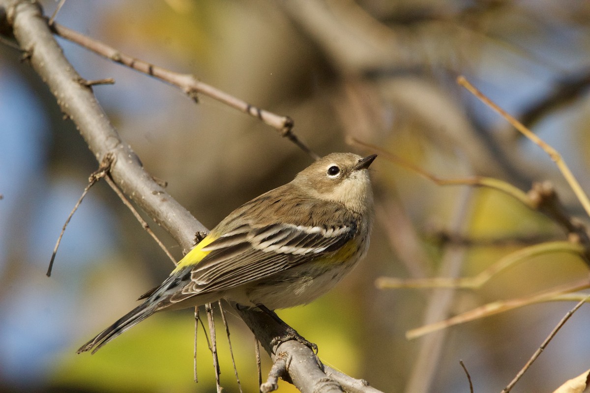 Yellow-rumped Warbler (Myrtle) - ML624697607