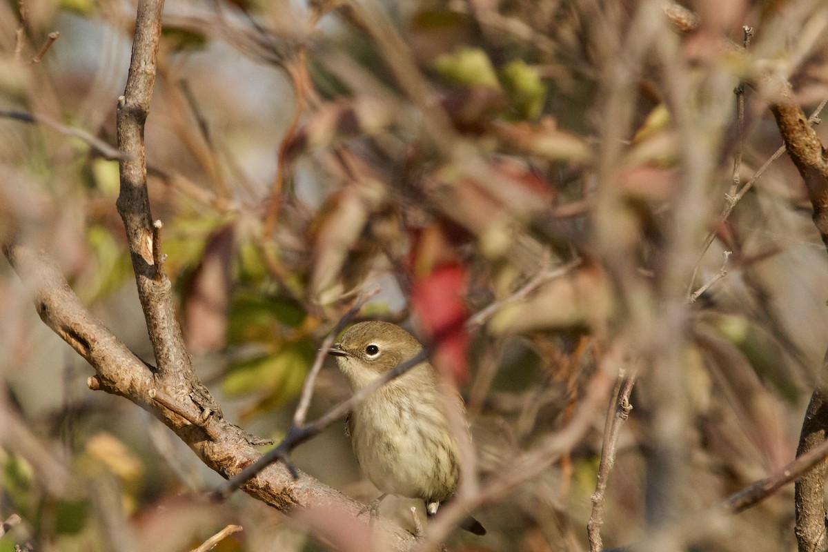 Yellow-rumped Warbler (Myrtle) - ML624697608