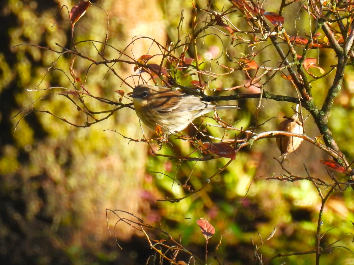 Yellow-rumped Warbler - ML624697717
