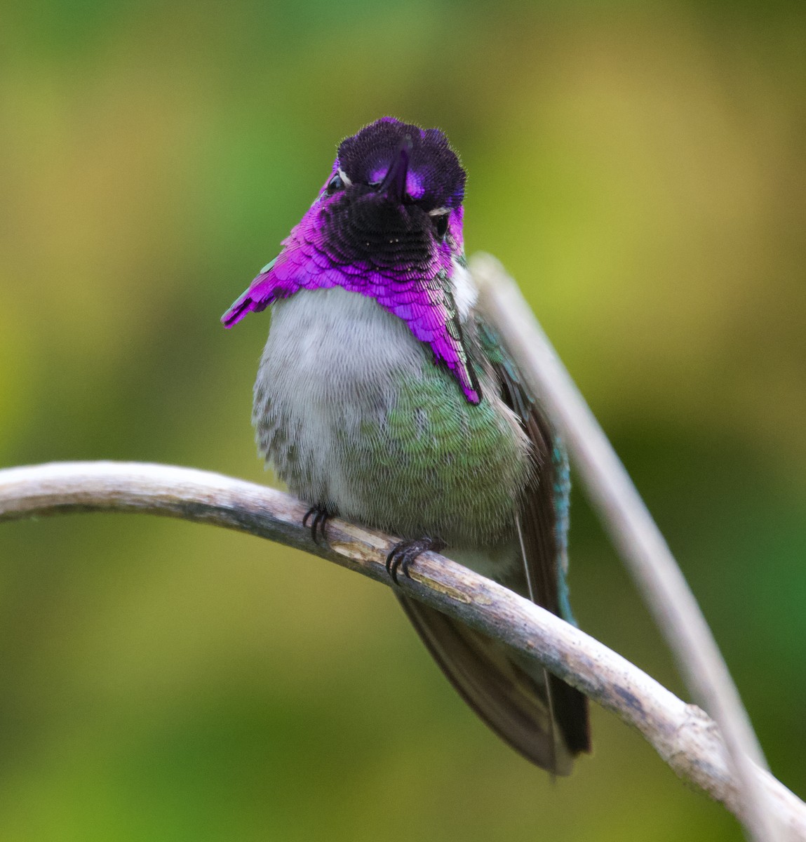 Costa's Hummingbird - ML624697990