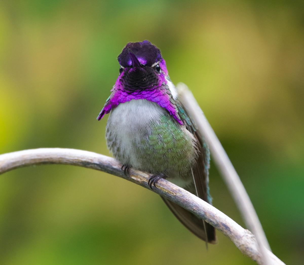 Costa's Hummingbird - ML624697991