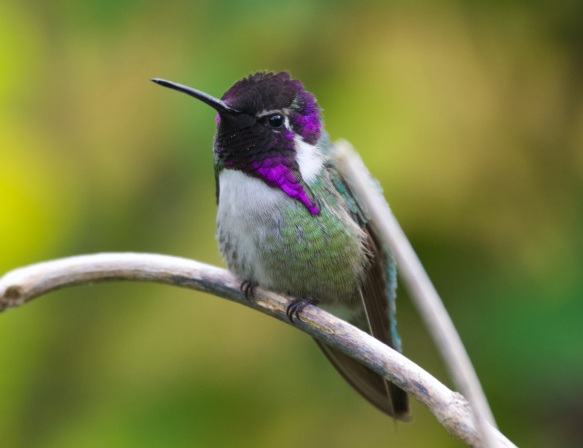 Costa's Hummingbird - ML624697993