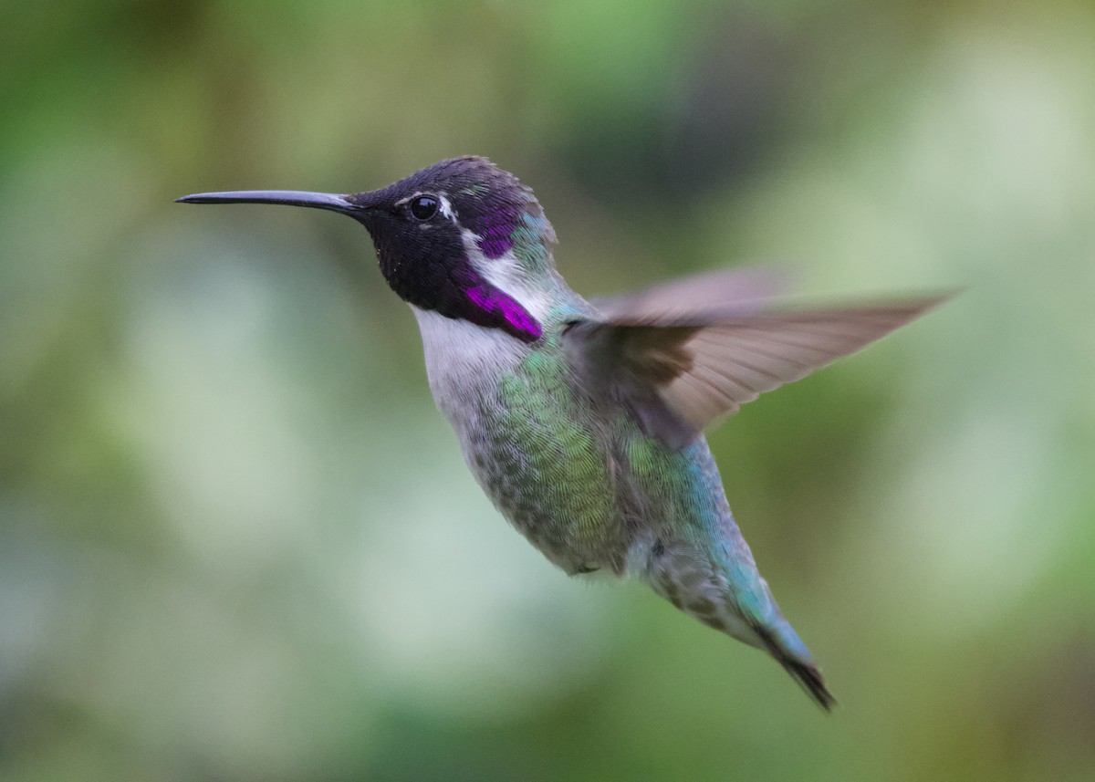 Costa's Hummingbird - ML624697995