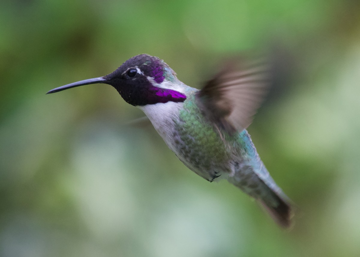 Costa's Hummingbird - ML624698002
