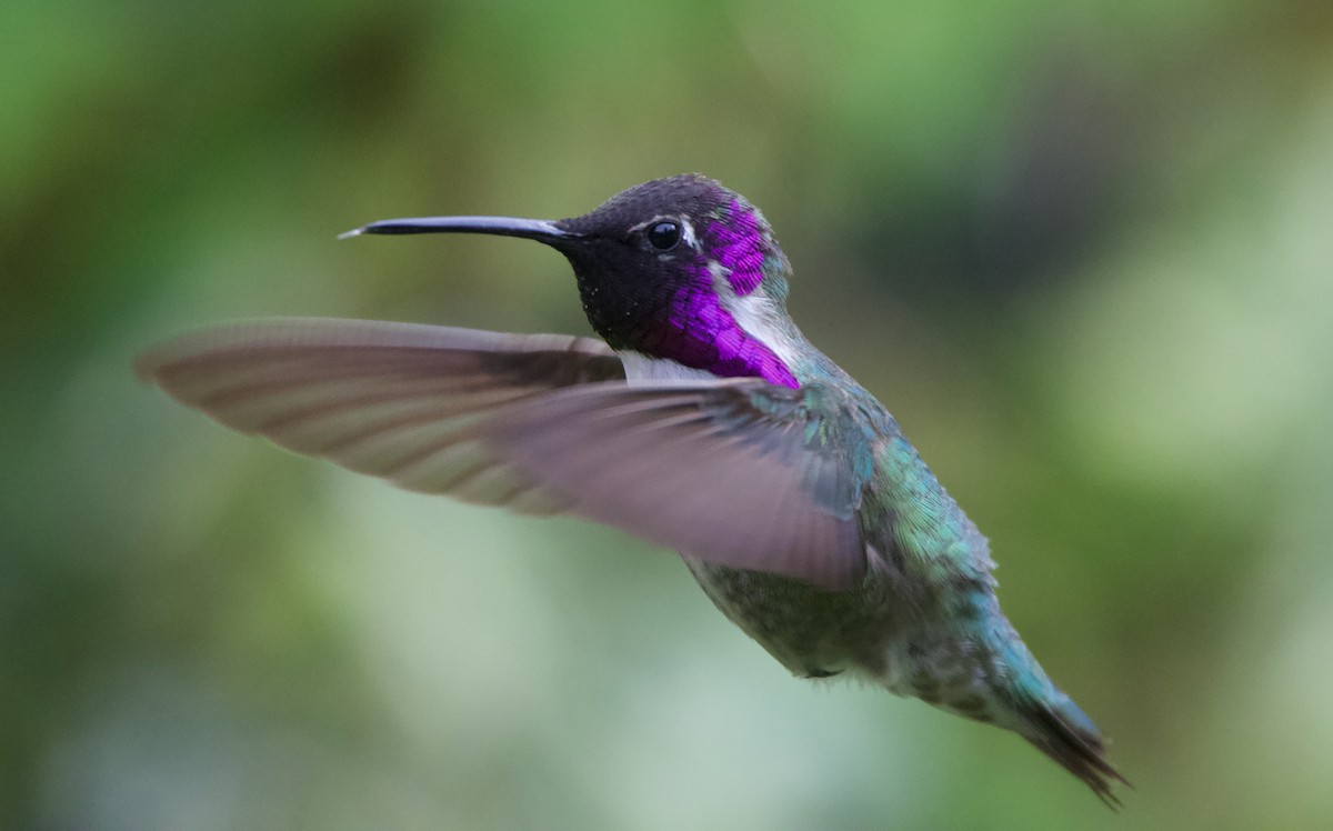 Costa's Hummingbird - ML624698003