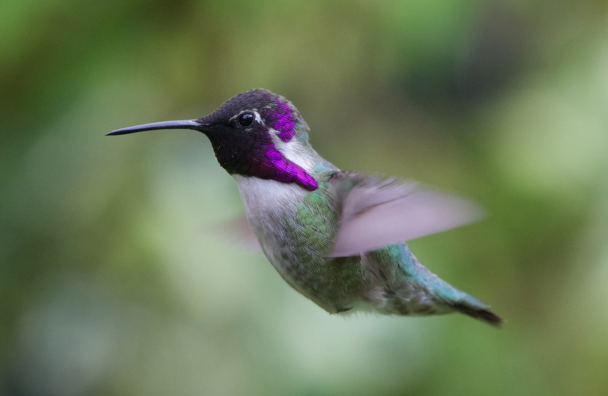 Costa's Hummingbird - ML624698004