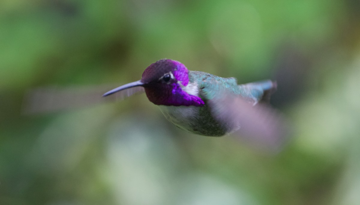 Costa's Hummingbird - ML624698006