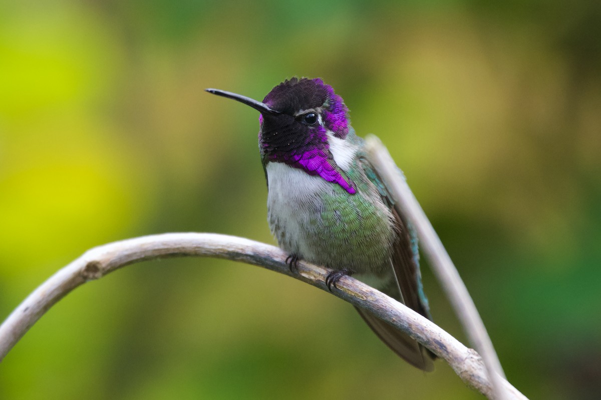 Costa's Hummingbird - ML624698008