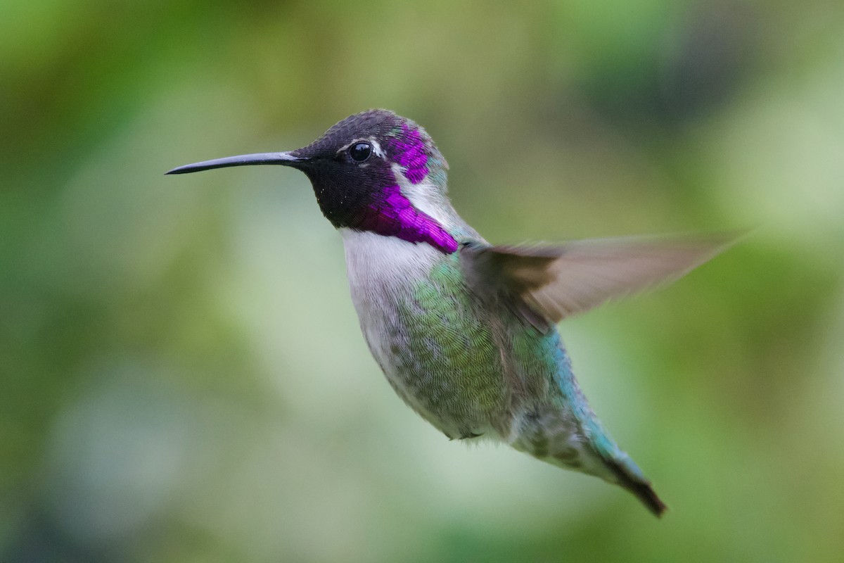 Costa's Hummingbird - ML624698009