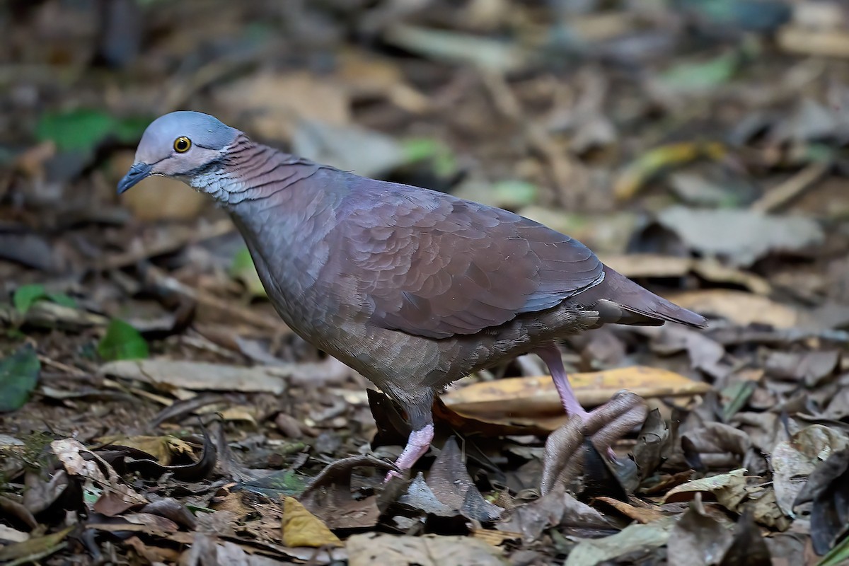 White-throated Quail-Dove - ML624698174