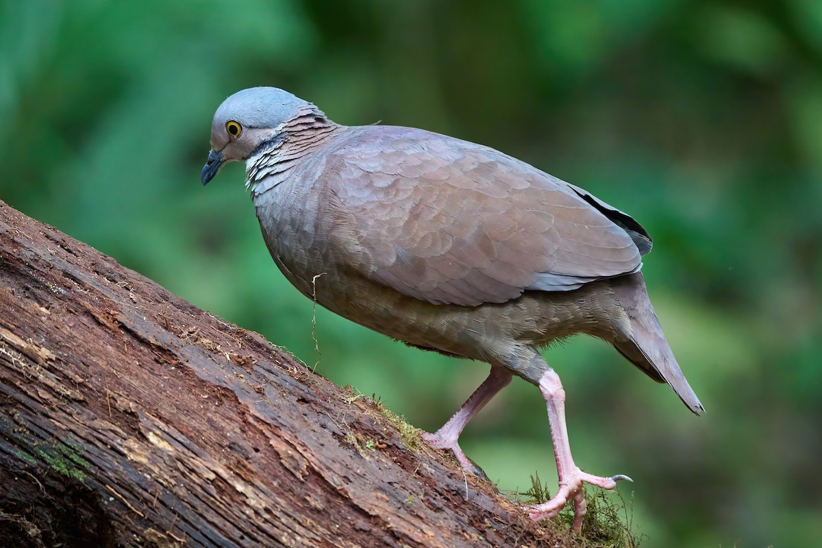 White-throated Quail-Dove - Beata Milhano