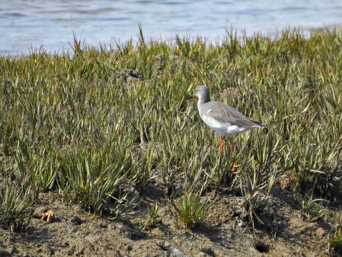 Chevalier gambette - ML624698184