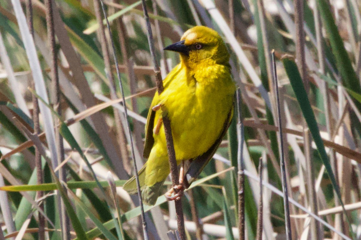 Cape Weaver - ML624698278