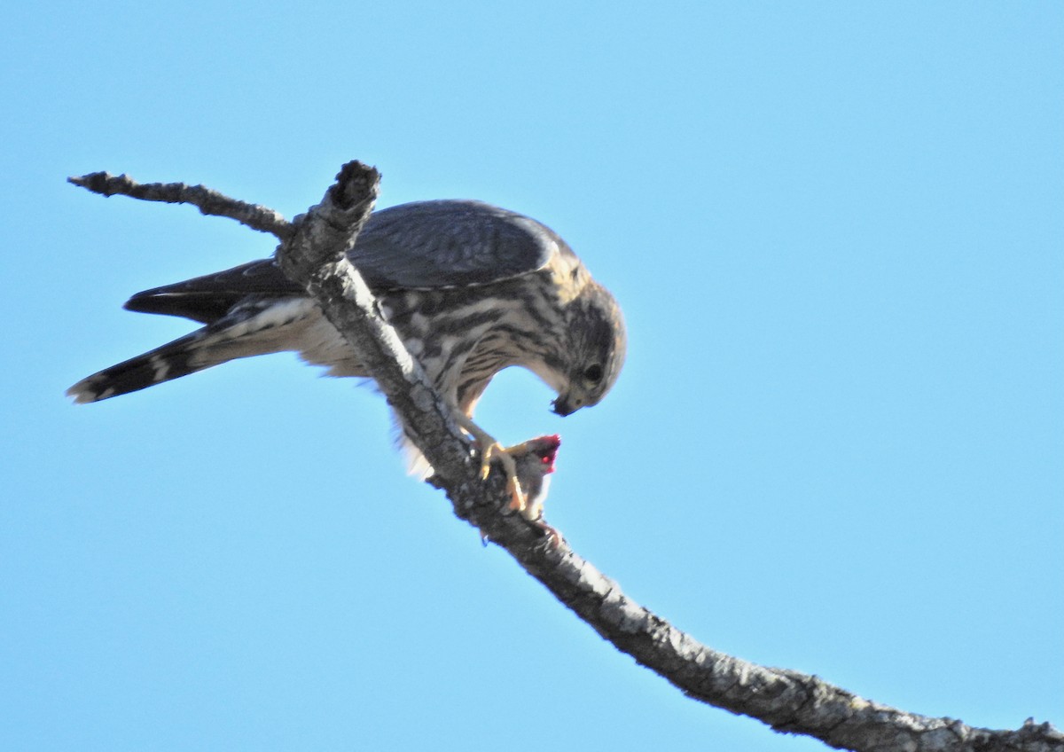 Merlin - ML624698279