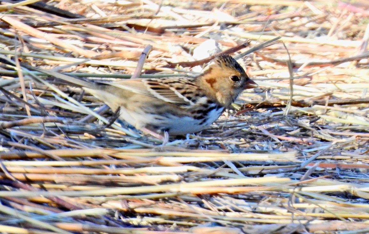 Harris's Sparrow - ML624698285