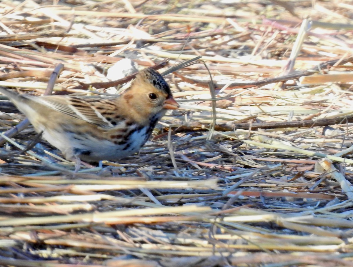 Harris's Sparrow - ML624698286