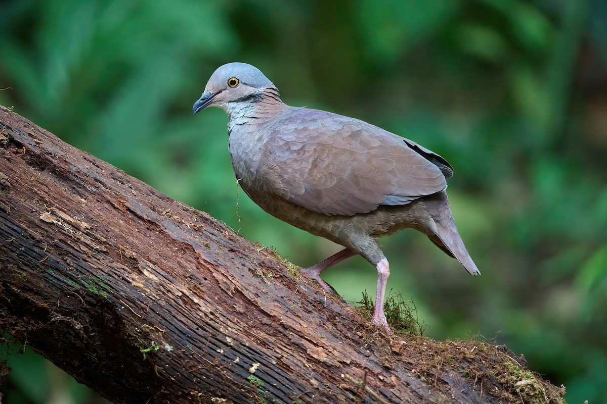 White-throated Quail-Dove - ML624698452