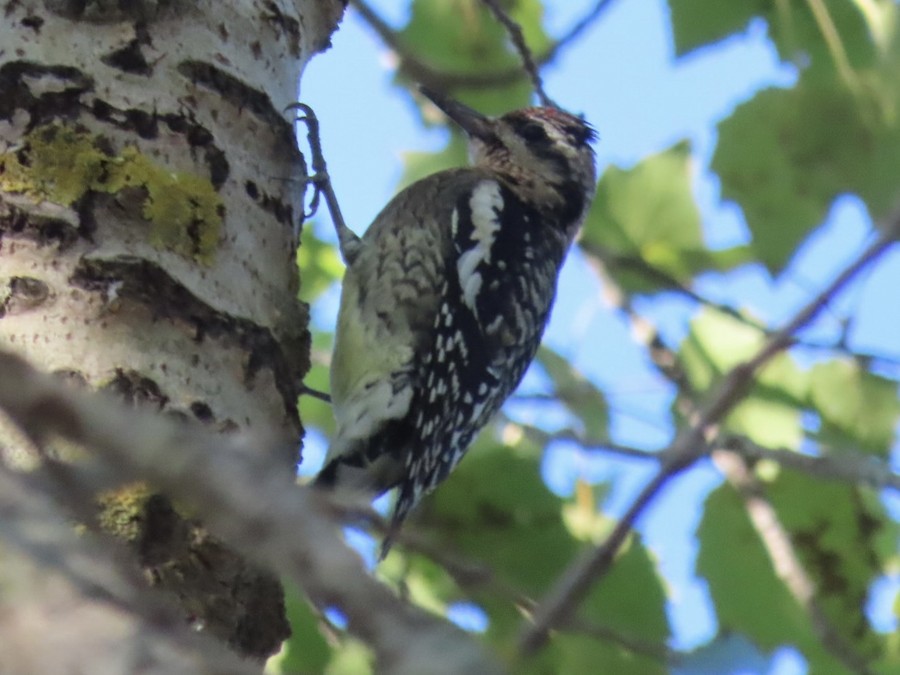 Yellow-bellied Sapsucker - Ruth Bergstrom