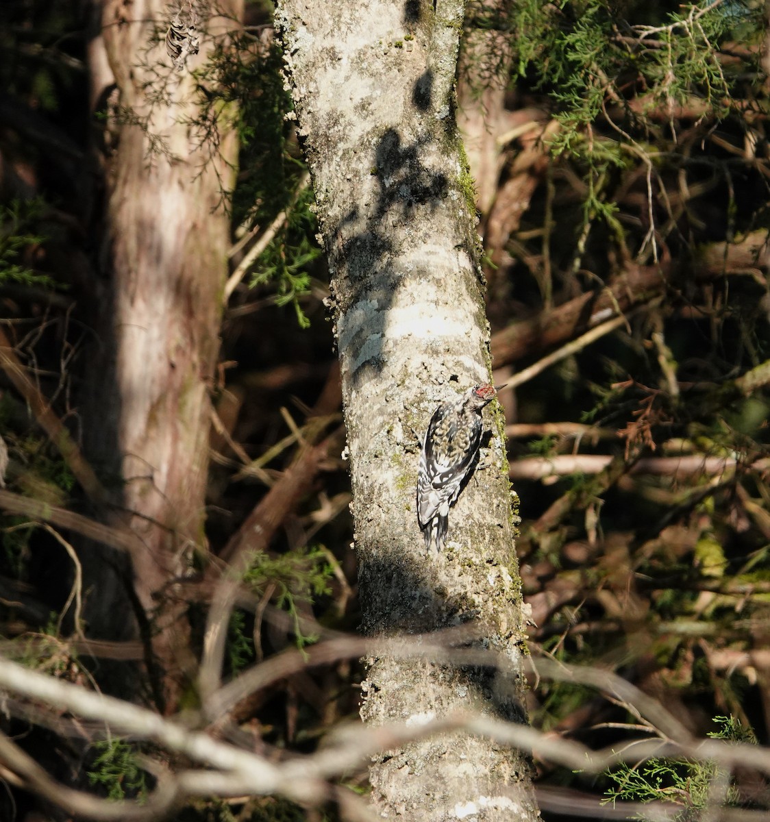 Yellow-bellied Sapsucker - ML624698747