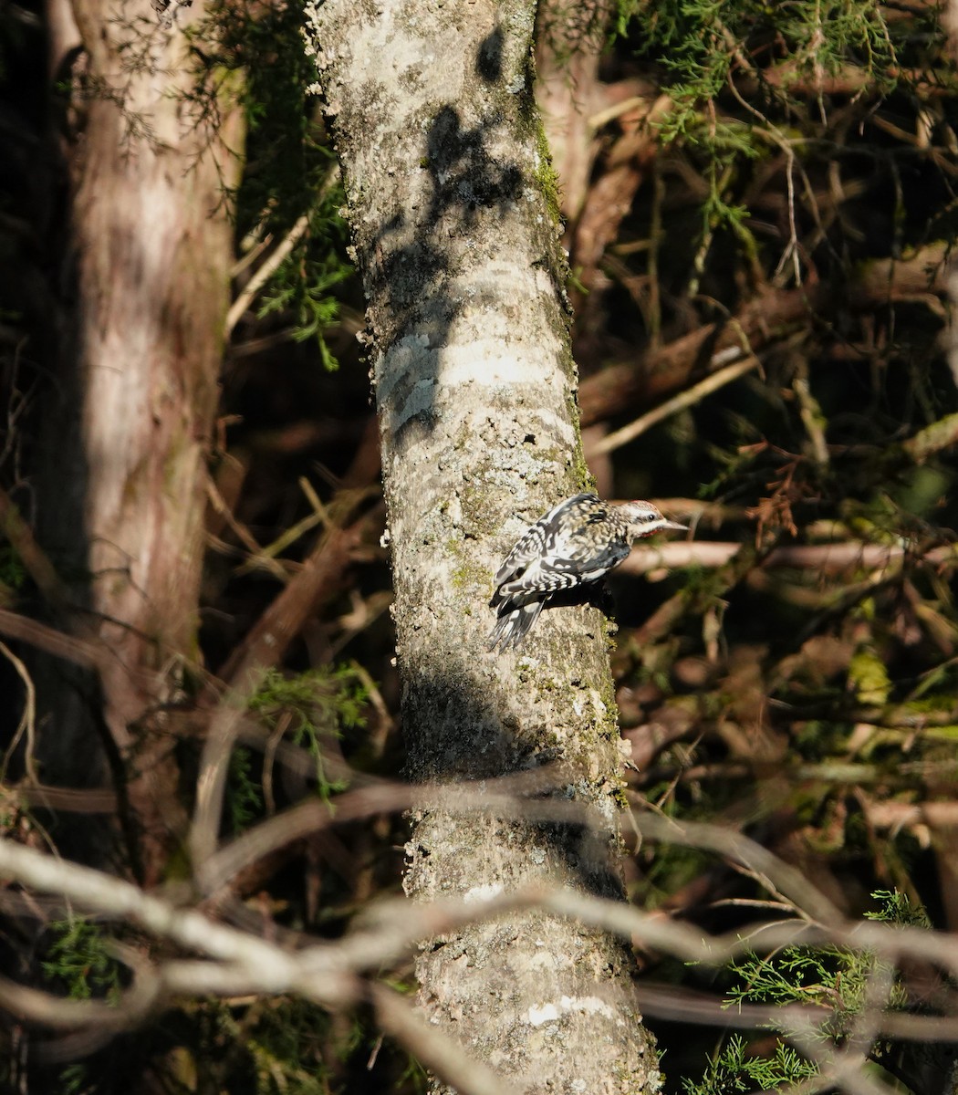 Yellow-bellied Sapsucker - ML624698748