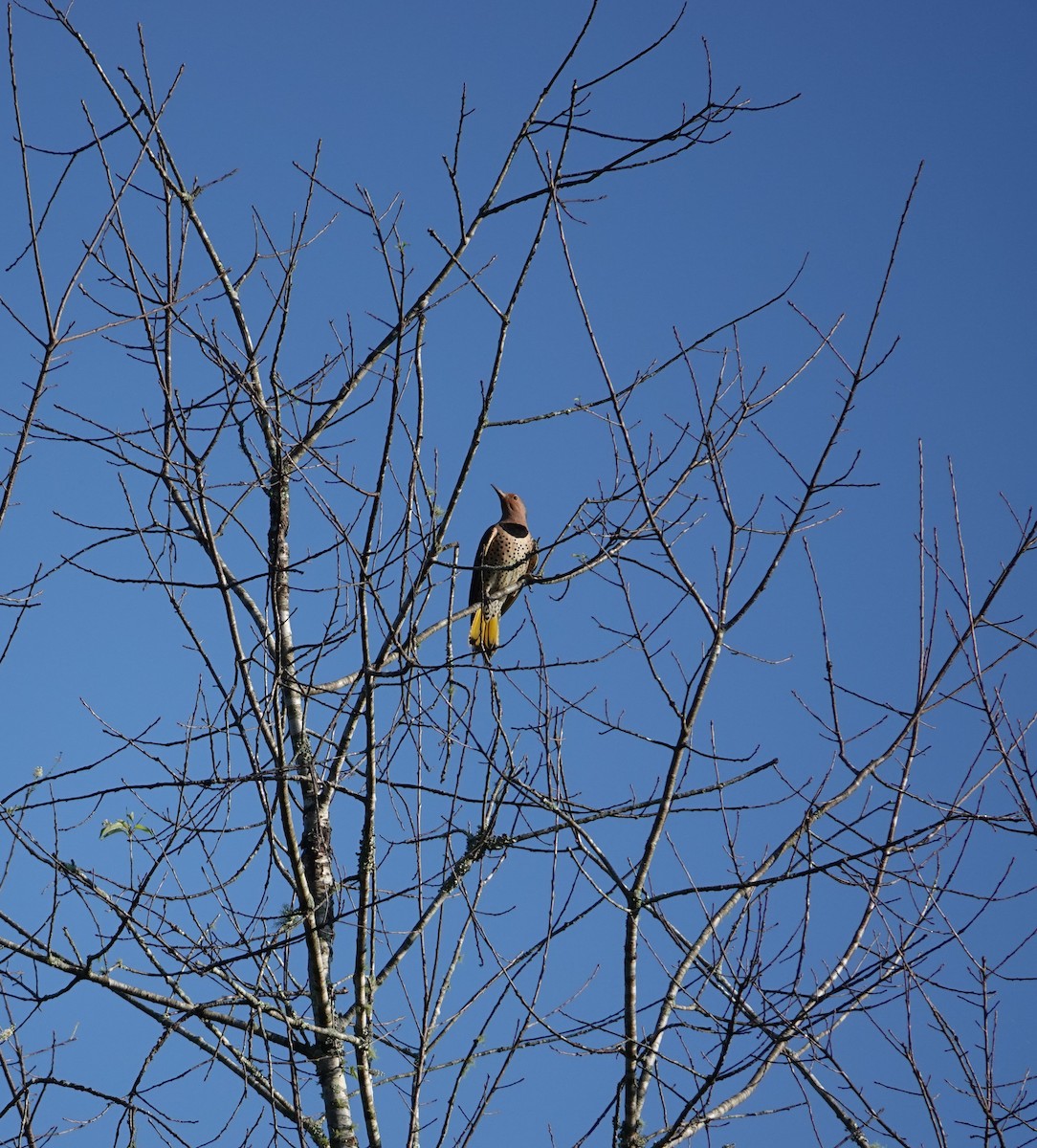 Northern Flicker - ML624698770