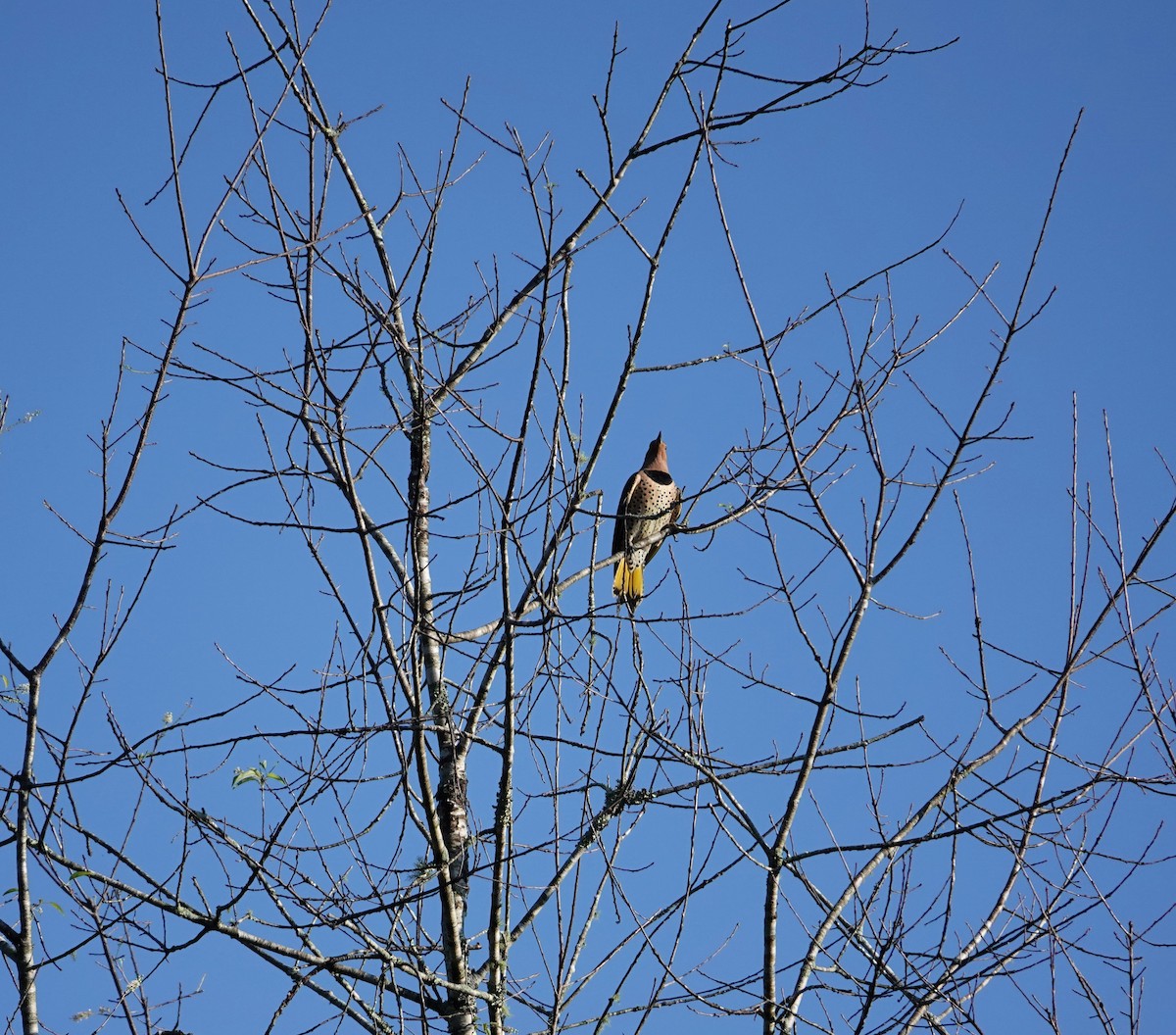 Northern Flicker - ML624698771