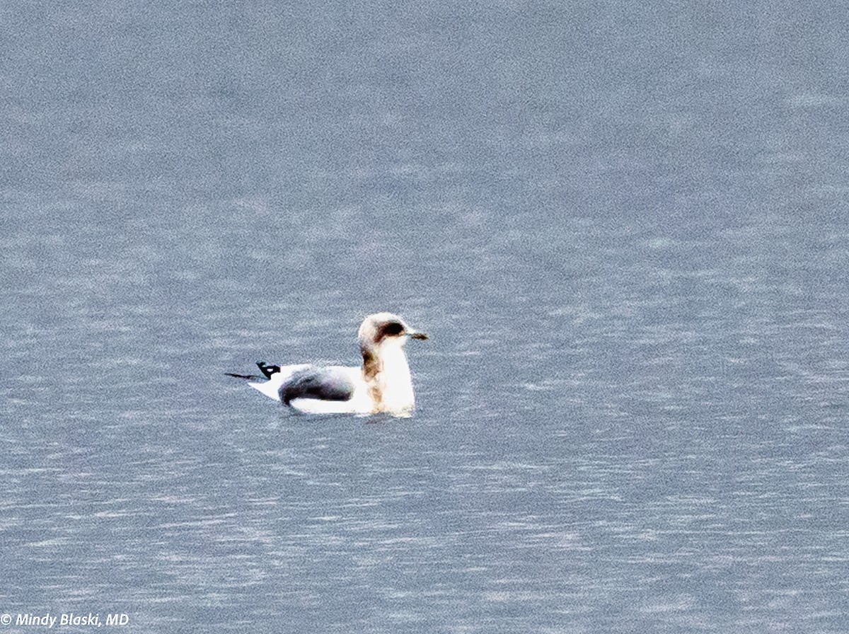 Short-billed Gull - ML624699142