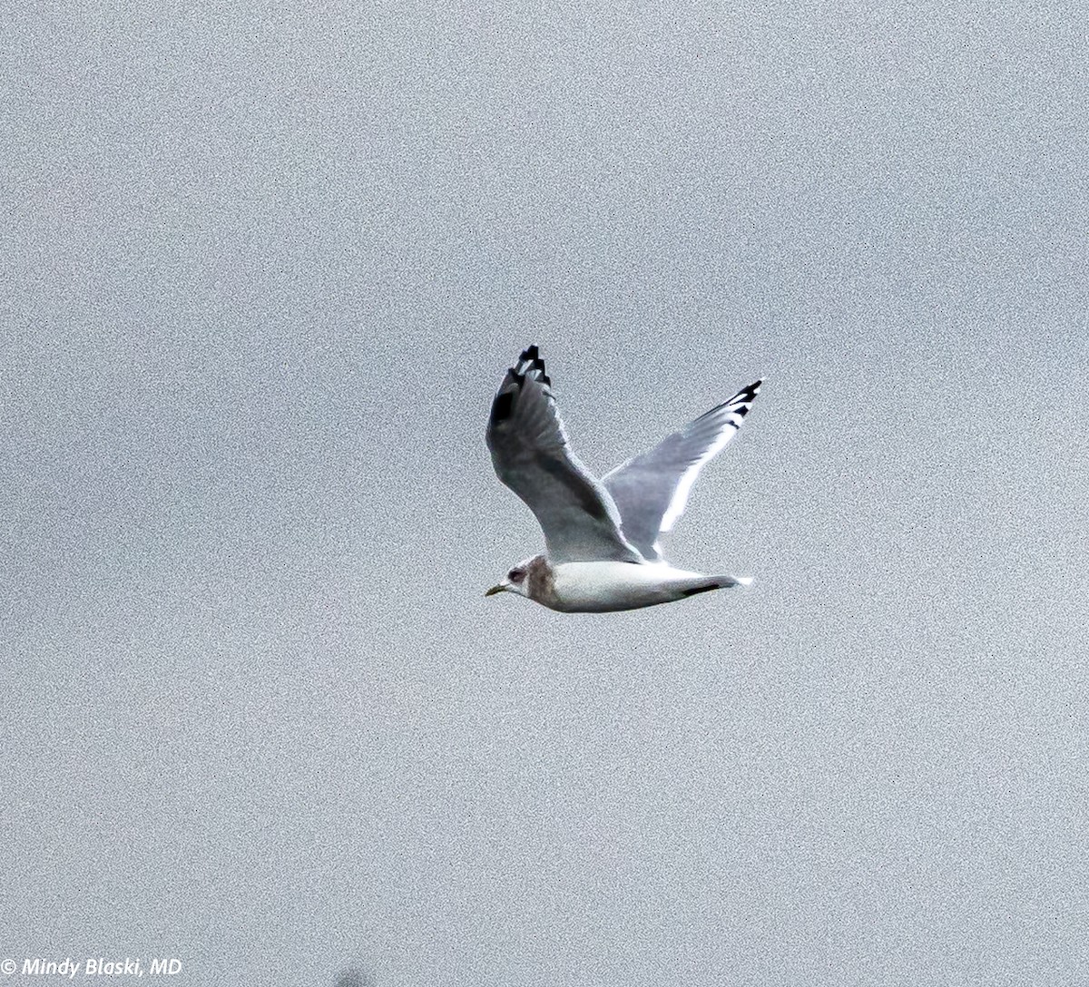 Short-billed Gull - ML624699143