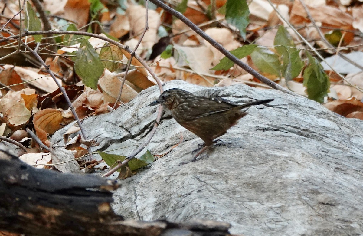 Rufous Limestone Babbler - ML624699175