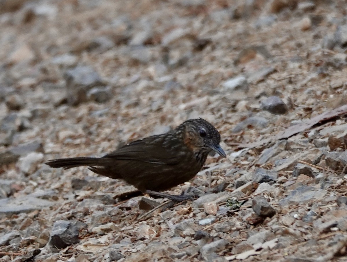 Rufous Limestone Babbler - ML624699216