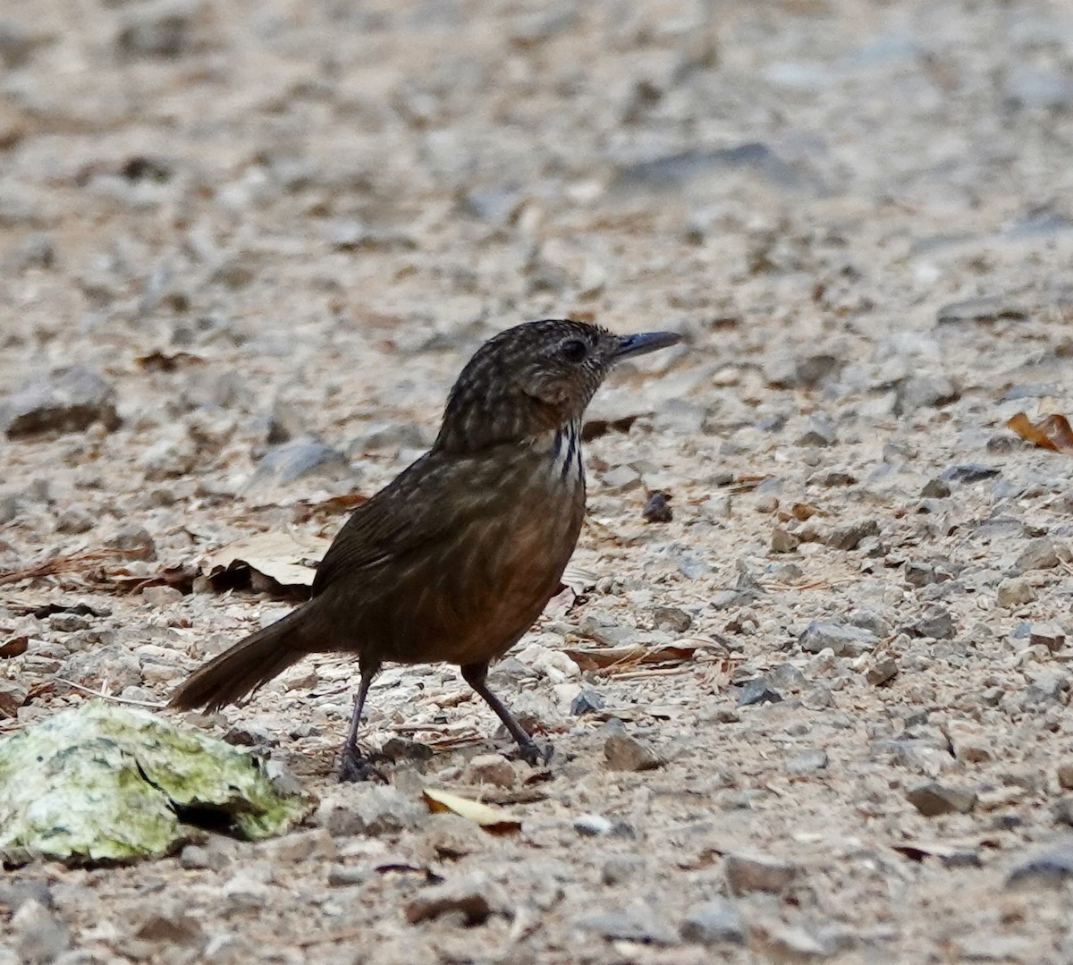 Rufous Limestone Babbler - ML624699234