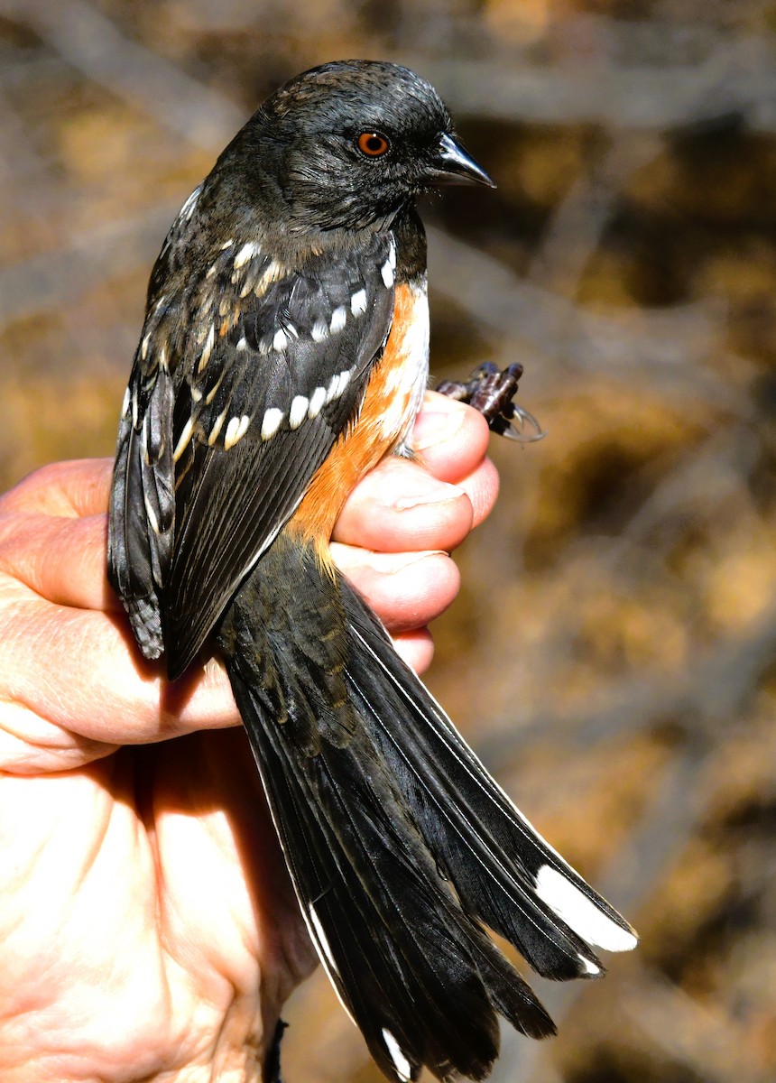 Spotted Towhee - ML624699273