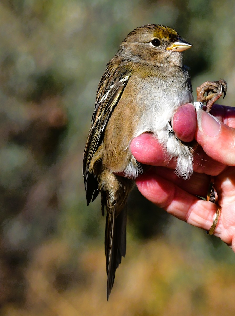 Golden-crowned Sparrow - ML624699284