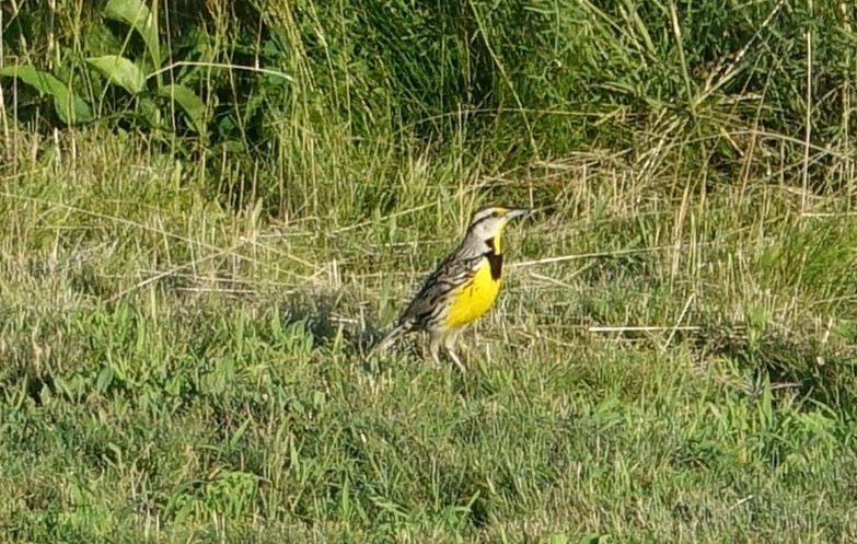 Eastern Meadowlark - ML62469931