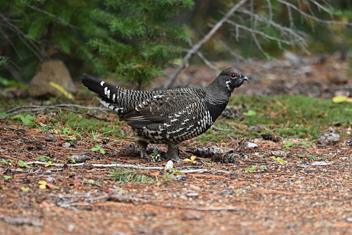 Spruce Grouse - ML624699337
