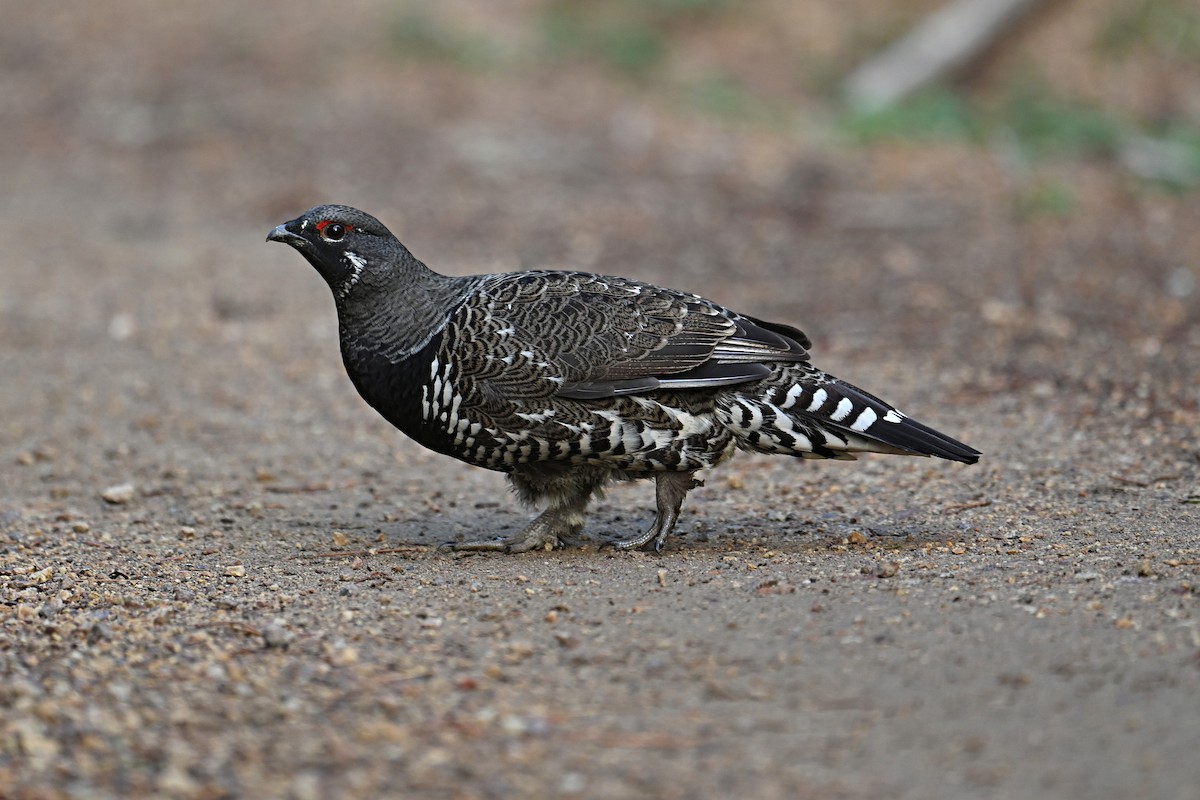 Spruce Grouse - ML624699338