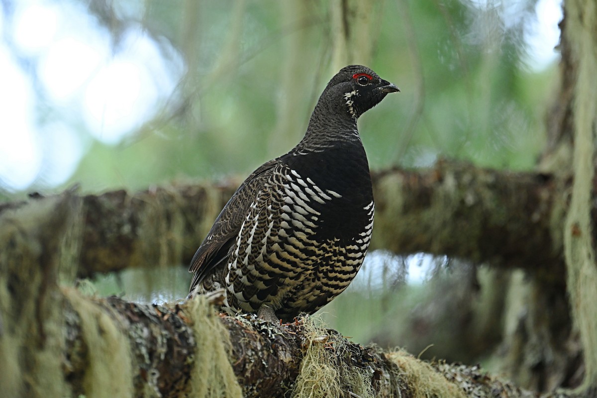 Spruce Grouse - ML624699339