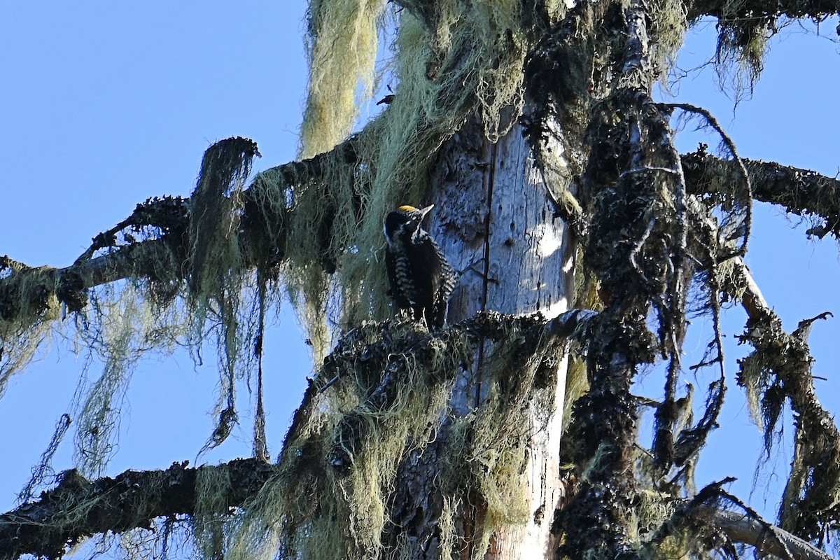 American Three-toed Woodpecker - ML624699365