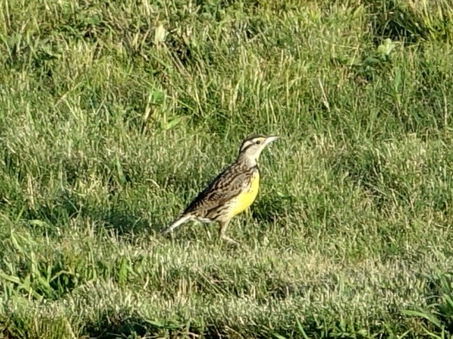 Eastern Meadowlark - ML62469961