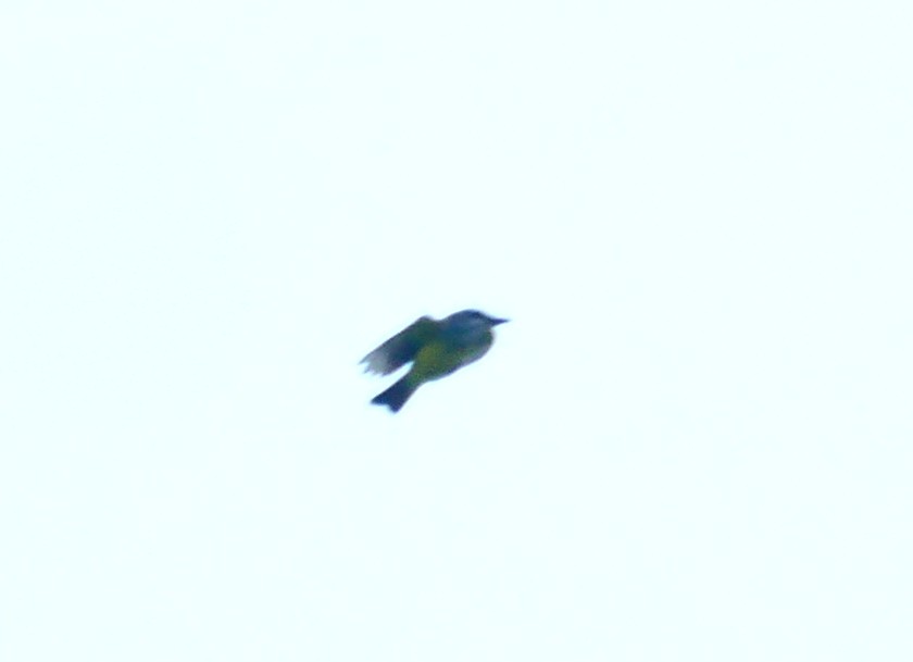 Western Kingbird - ML624699625