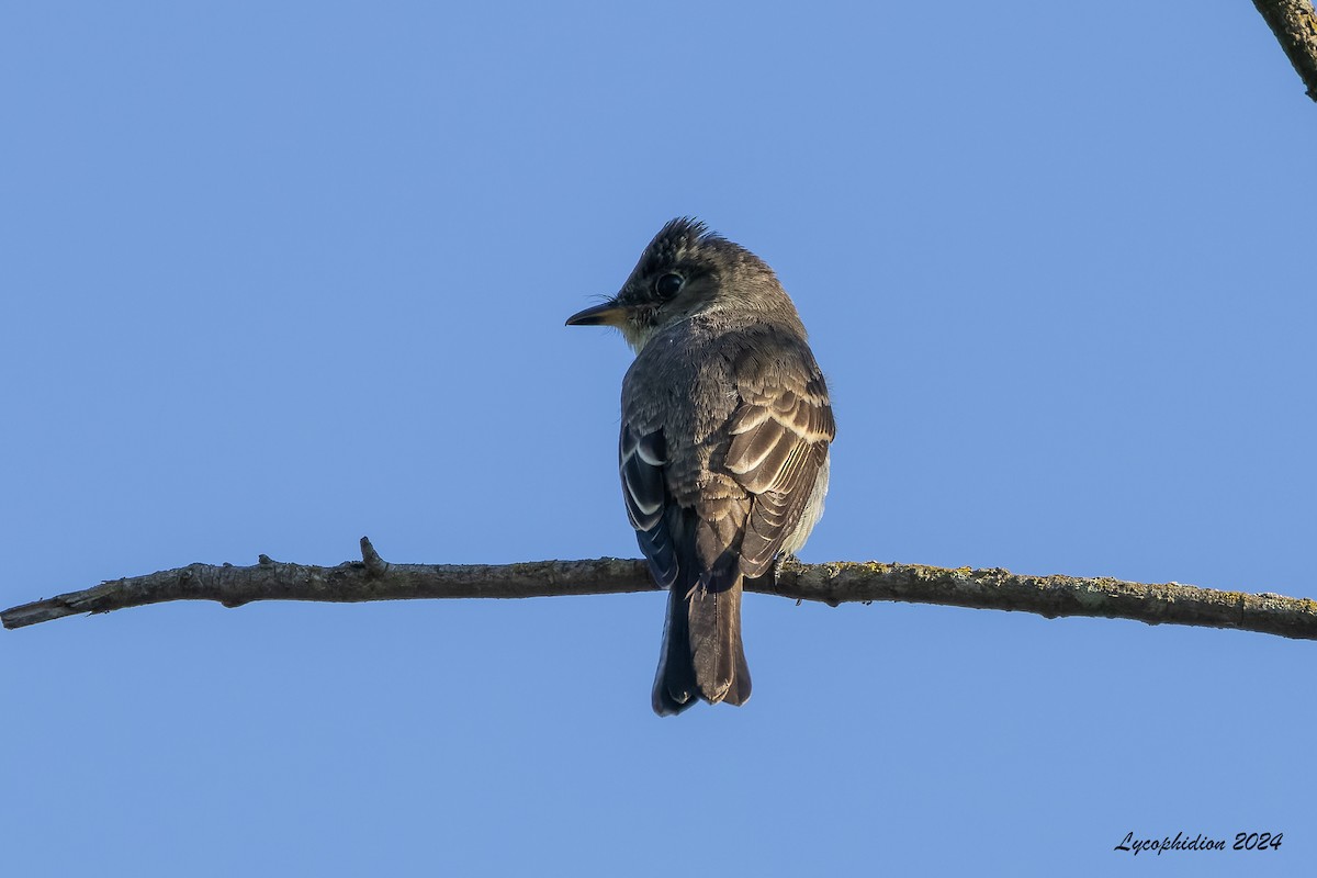 Eastern Wood-Pewee - ML624699784