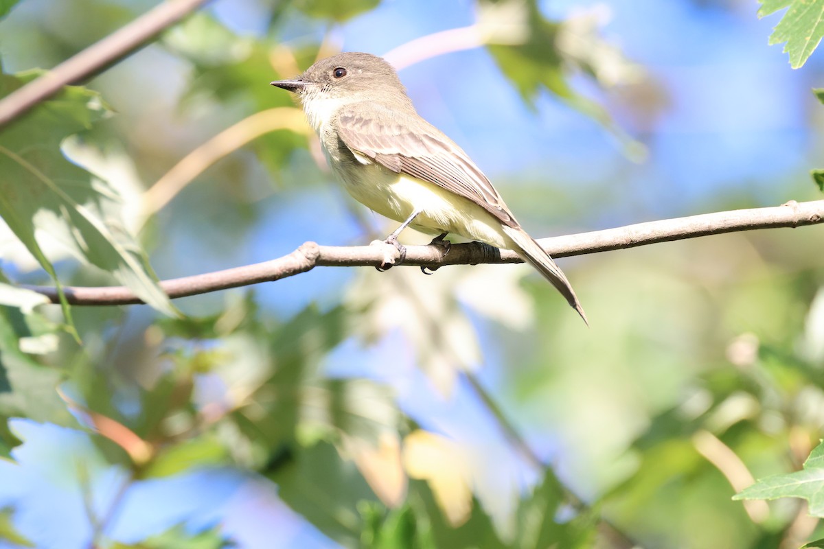 Eastern Phoebe - ML624699823