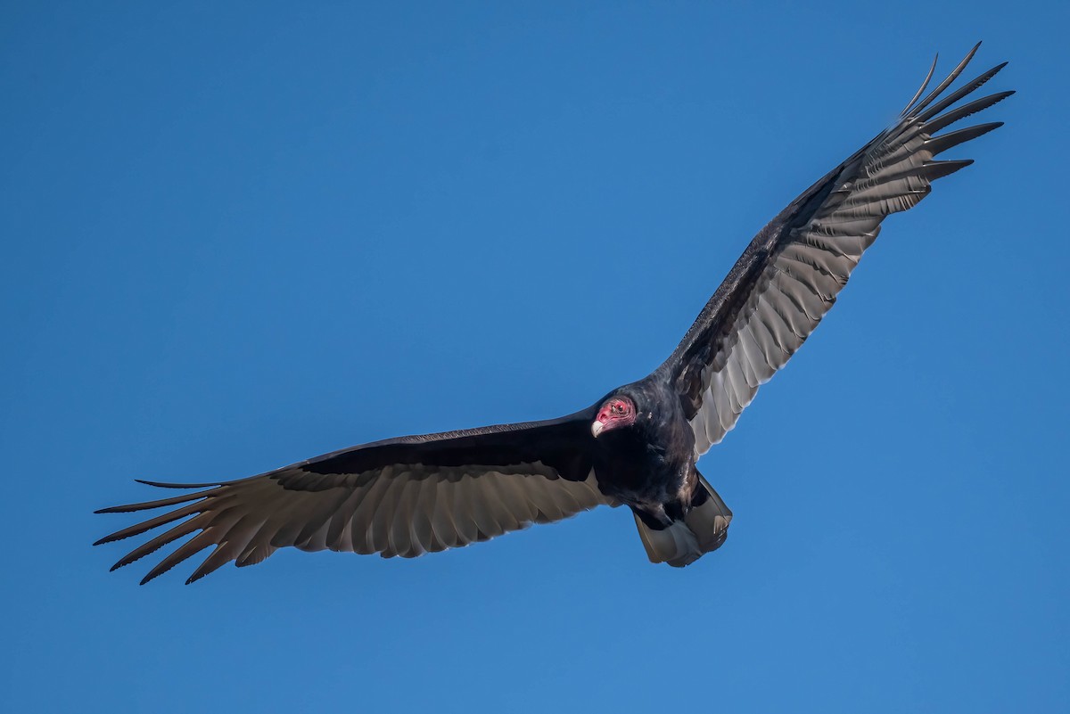 Turkey Vulture - ML624699832