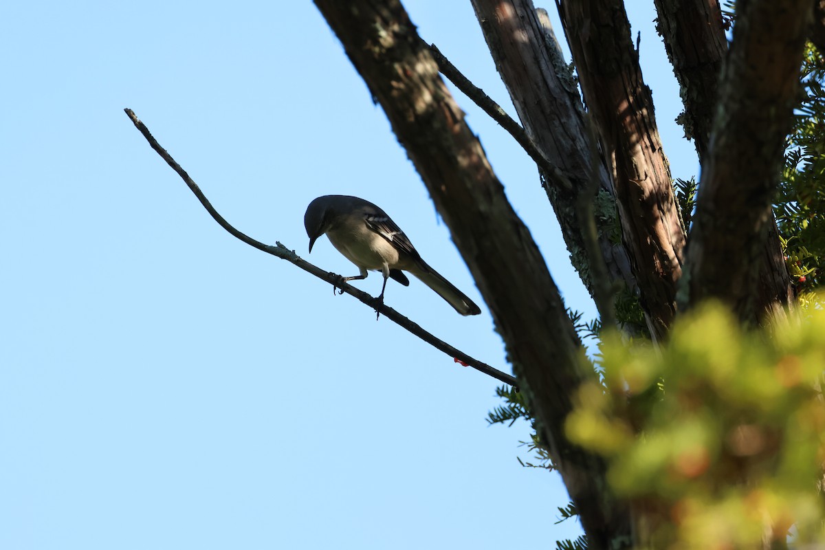 Northern Mockingbird - ML624699855